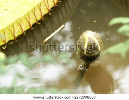 Young leaves of the giant lotus flower or Victoria waterlily can see the surface with thorns clearly. Royalty-Free Stock Photo #2292998887