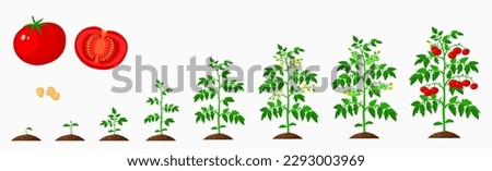 Tomato growth stages, vegetable plant life cycle of vector agriculture and farm crop. Growing process of tomato plants with cartoon seedlings, green sprouts and flowers, roots, soil and ripe veggies Royalty-Free Stock Photo #2293003969