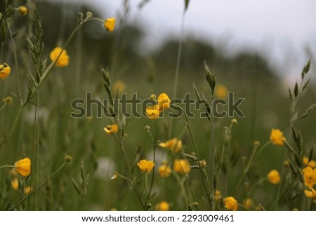 Yellow flower in a meadow