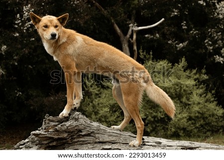 An Australian wild dingo with orange fur (Canis lupus dingo) Royalty-Free Stock Photo #2293013459