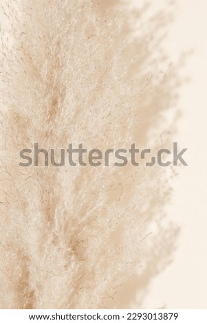Pampas grass with sunlight shadows on beige background. Reed grass aesthetic backdrop, bohemian poster for cozy home interior