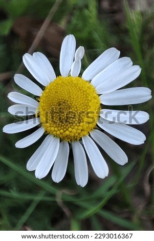 The first spring chamomile, beautiful chamomile