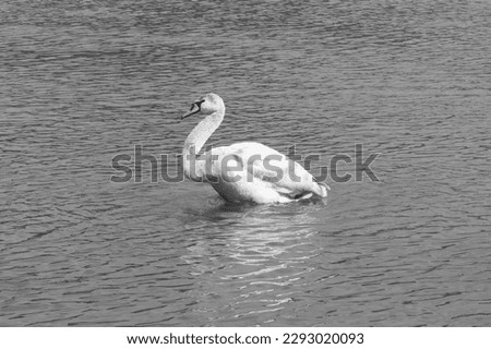 Pictures of a swan at the edge of a lake looking for food and floating quietly on the lake