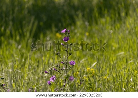Purple flower at the meadow