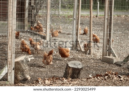 A large chicken coop with a flock of brown and red hens. They are safeguarded with chicken wire and have a large pen to roam free. They are scavenging for food and walking in front of their house. Royalty-Free Stock Photo #2293025499