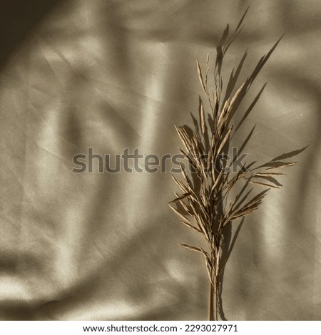 Dried grass stem, soft sunlight shadows on crumpled glossy gold silk cloth. Aesthetic flat lay, top view minimal bohemian background