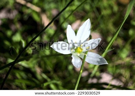 Star  of Bethlehem in bloom in the grass seen up close