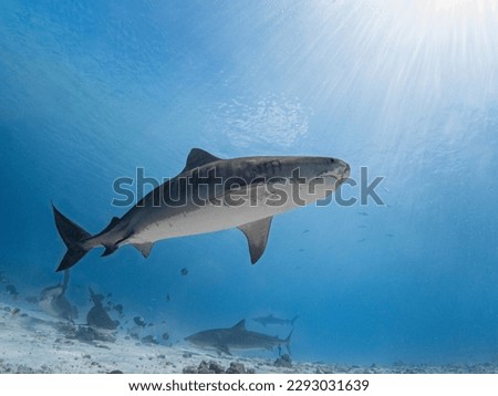 Tiger Shark Scuba Diving Maldives