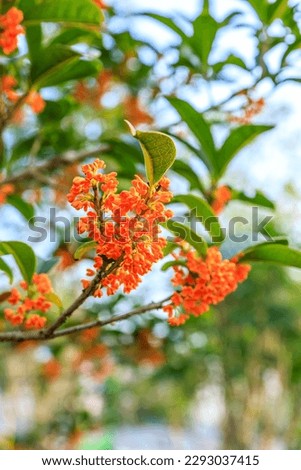 Beautiful osmanthus blooms on the osmanthus tree