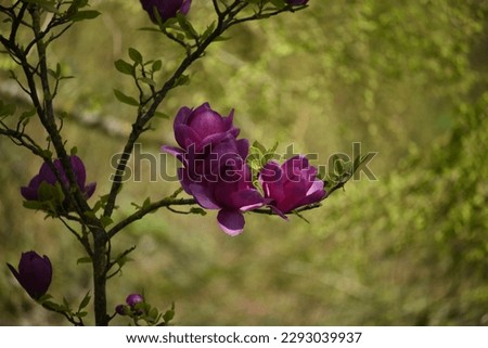 Beautiful purple magnolia blooming in the spring time