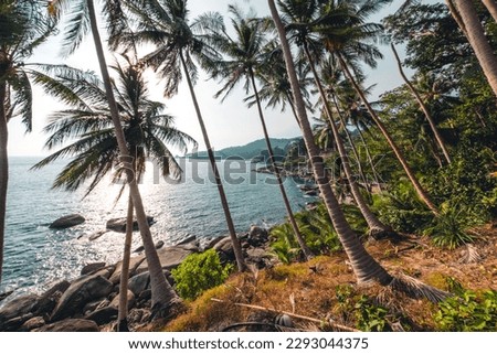 coconut and palm trees by the sea on the island,summer