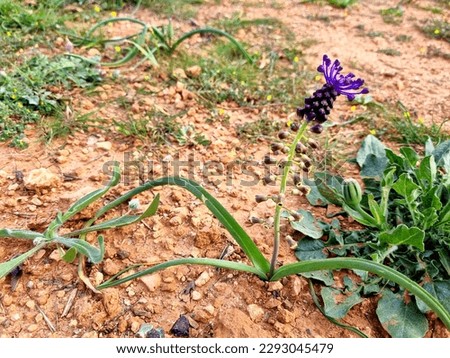 Leopoldia comosa (syn. Muscari comosum) is a perennial bulbous plant. Usually called the tassel hyacinth or tassel grape hyacint Royalty-Free Stock Photo #2293045479