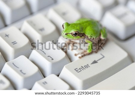 Close-up of a green frog sitting on a computer keyboard