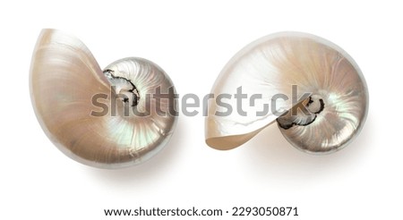 beautiful shiny pearly nautilus shell (nautilus pompilius), isolated seaside design element with mother-of-pearl surface for your ocean, summer or wedding flatlays or layouts Royalty-Free Stock Photo #2293050871