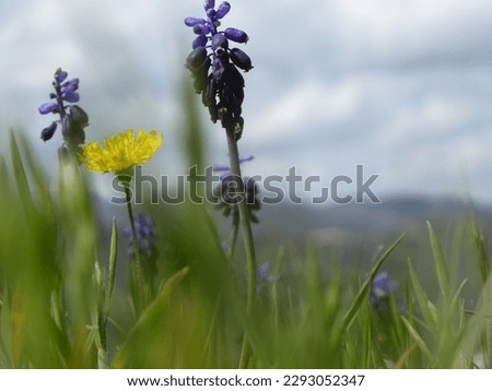 photography of nature, colorful flowers, white, yellow purple and butterflies that settle on the flowers. Full of color, beautiful images. Colorful ,alive nature. Images taken in spring in the Italy