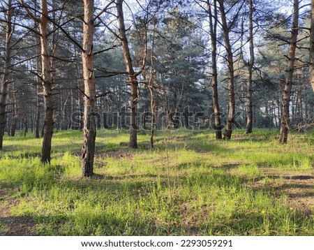 spring forest. tall pines. deep shadows from trees. green grass. sunset in the forest. walk in the spring in nature. path in the forest.