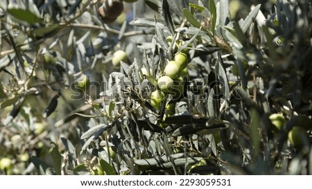 Green olives on branches, dense olive tree bushes.