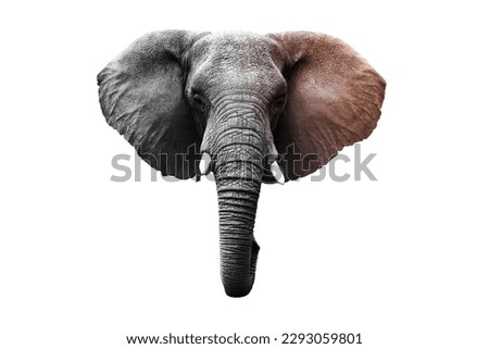 #7465 Gray elephant isolated on a transparent background
