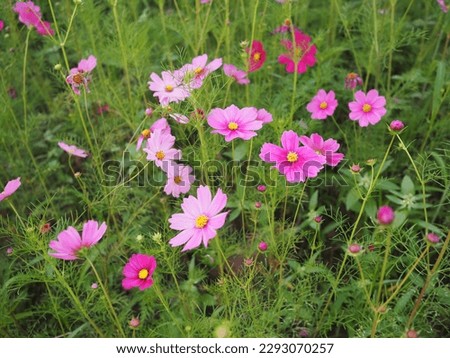 Pink beautiful cosmos or Mexican Daisy  . Scientific name: Cosmos bipinnatus Cav.,  Have light pink, pink,purple, pinkish white has fragile petals of various colors that bloom in the sunlit garden. 
 Royalty-Free Stock Photo #2293070257