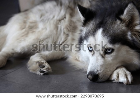 Alaskan Malamute, close-up portrait, selective focus. Cute fury dog at home. Happy pet concept.  Royalty-Free Stock Photo #2293070695