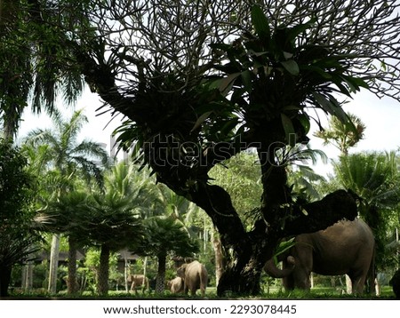 Elephant at the Bali Zoo