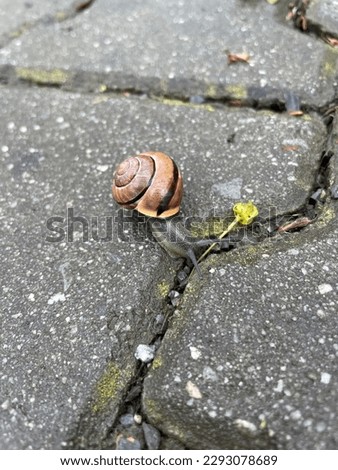 Snail slithering on the sidewalk on a rainy day close view