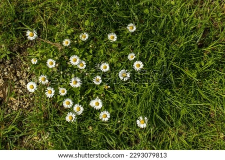 Top view of white daisy flowers in green grass. White flowers in the grass. Pollen, petals, grass, pollen, summer, spring. Group of daisies, top view. Royalty-Free Stock Photo #2293079813