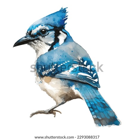Blue jay bird illustration watercolor look, isolated, white background