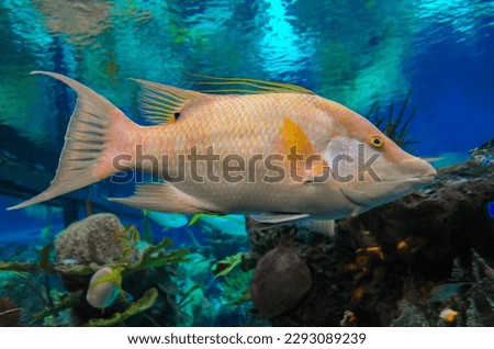 Hog fish (Lachnolaimus maximus), adult tropical fish in marine aquarium Royalty-Free Stock Photo #2293089239