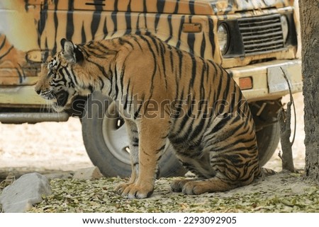 A tiger sits next to a car painted with a tiger skin pattern.