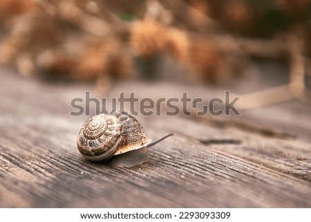 A snail on wooden board. out-of-focus background
