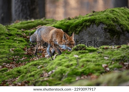 Fox in the green forest. Cute Red Fox, Vulpes vulpes, in the forest on a mossy stone. Wildlife scene from nature. Animal in natural environment. Animals in a green environment.