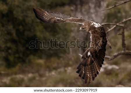 A male Bonelli's eagle (Aquila fasciata) flying.
