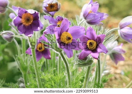 Purple Pasque Flower Anemone Pulsatilla vulgaris in nature
 Royalty-Free Stock Photo #2293099513
