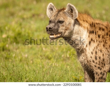 Face of a spotted hyena (Crocuta crocuta), Mara Naboisho Conservancy, Kenya.
