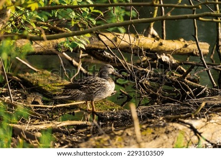 Female duck sitting on a wooden branch at a lake