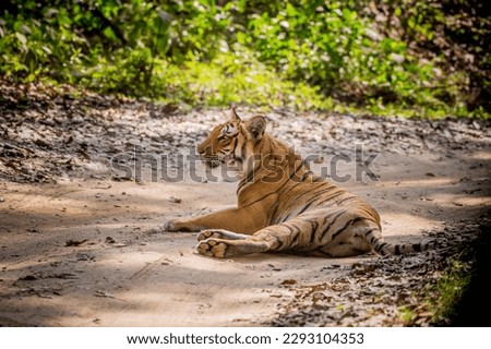 Tiger roaming in the jungle of dhikala corbett uttarakhand india  
