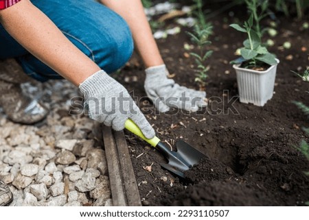 Hand of woman gardener in gloves holds seedling of small apple tree in her hands preparing to plant it in the ground. Tree planting concept