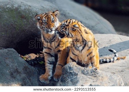 Sumatran tiger (Panthera tigris sumatrae) kitten, rare tiger subspecies that inhabits the Indonesian island of Sumatra