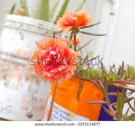 Orange Rose in vase, table Rose