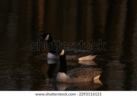 Geese couple on a lake while sunset