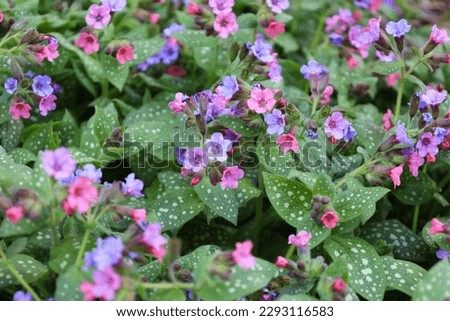 Blossom of bright Pulmonaria in spring. Lungwort. Flowers of different shades of violet in one inflorescence. Honey plant. The first spring flower. Pulmonaria officinalis from the Boraginaceae family. Royalty-Free Stock Photo #2293116583
