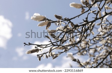 Magnolia tree in a german parc
