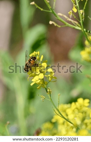 closeup the brown black honey bee hold on mustered yellow flower with plants and leaves in the farm soft focus natural green brown background.