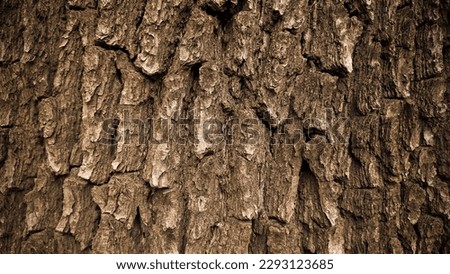 Tree bark texture stock photo