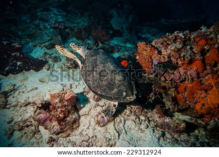 Green sea turtle swimming in Derawan, Kalimantan, Indonesia underwater photo. Has a scientific name Chelonia mydas. Around the turtle, there are sponges, hard coral reefs.