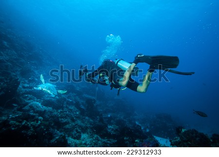 Diver and green sea turtle swimming in Derawan, Kalimantan, Indonesia underwater photo. DIver chasing the turtle to take picture of it.