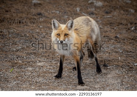A Red Fox seemingly poses for pictures in Algonquin Park, Ontario