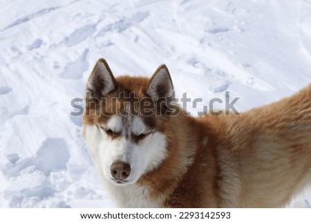 Picture of snowy Georgia, Bakhmaro and orange dog