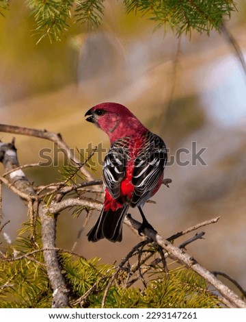 Pine Grosbeak male rear view perched on a tree branch displaying red plumage feather in its environment and habitat surrounding with a blur background. Grosbeak Picture.